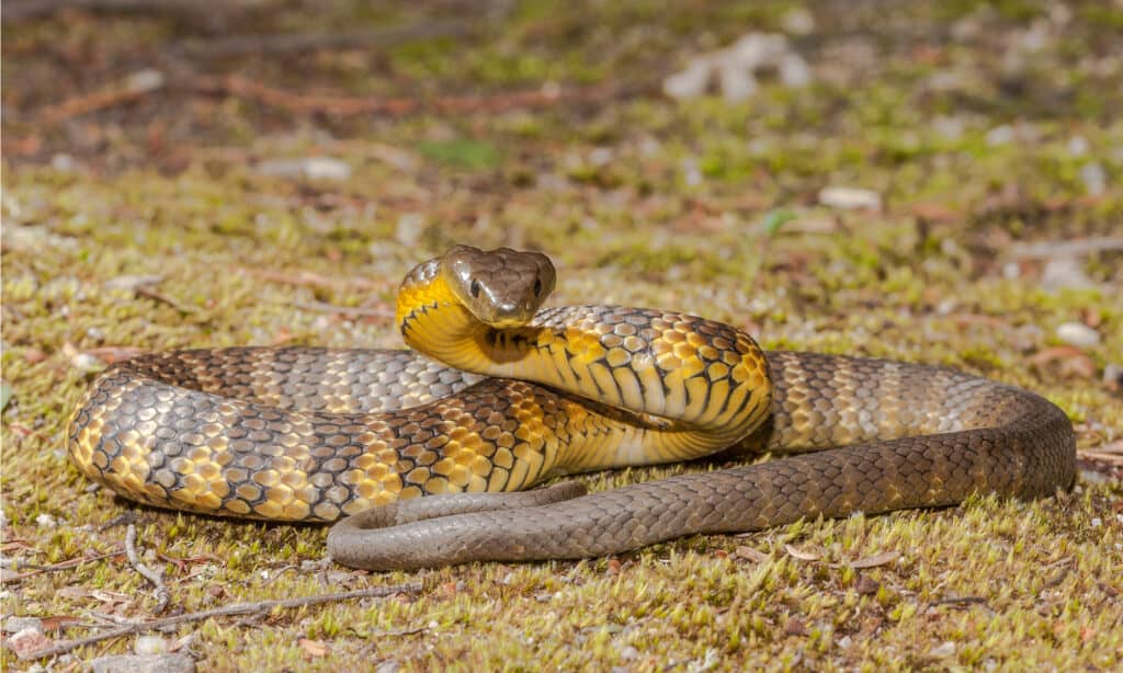 serpente tigre
