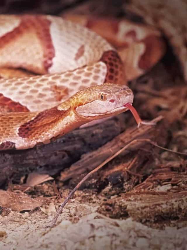 Quando inizia la stagione di Baby Copperhead