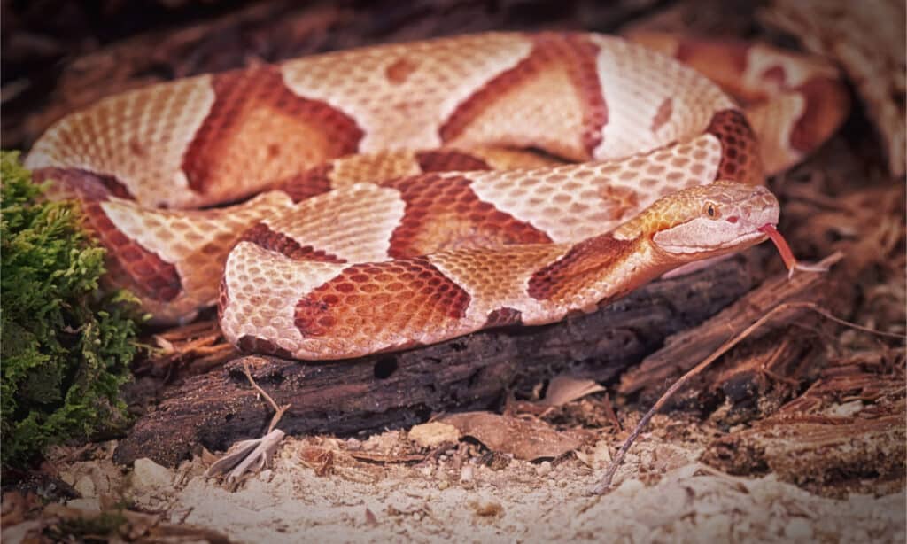 serpente testa di rame