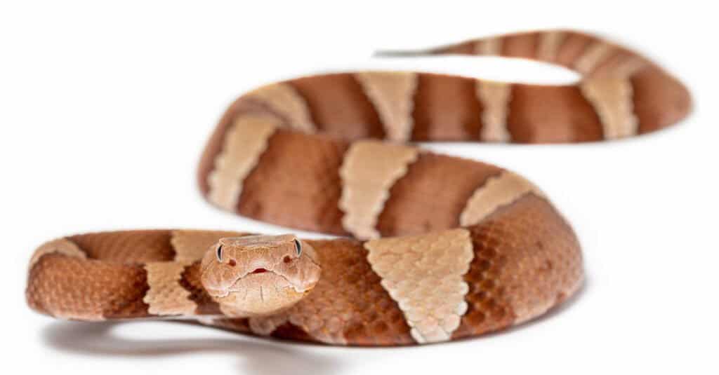 I Copperhead tendono ad essere attivi di notte durante l'estate in Pennsylvania. 