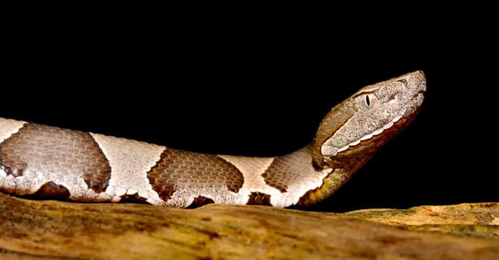 Che aspetto ha un serpente Copperhead