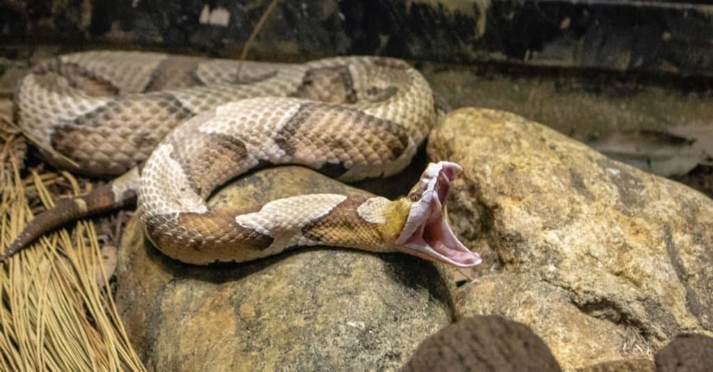 I Copperhead sono più attivi durante l'estate in Pennsylvania.