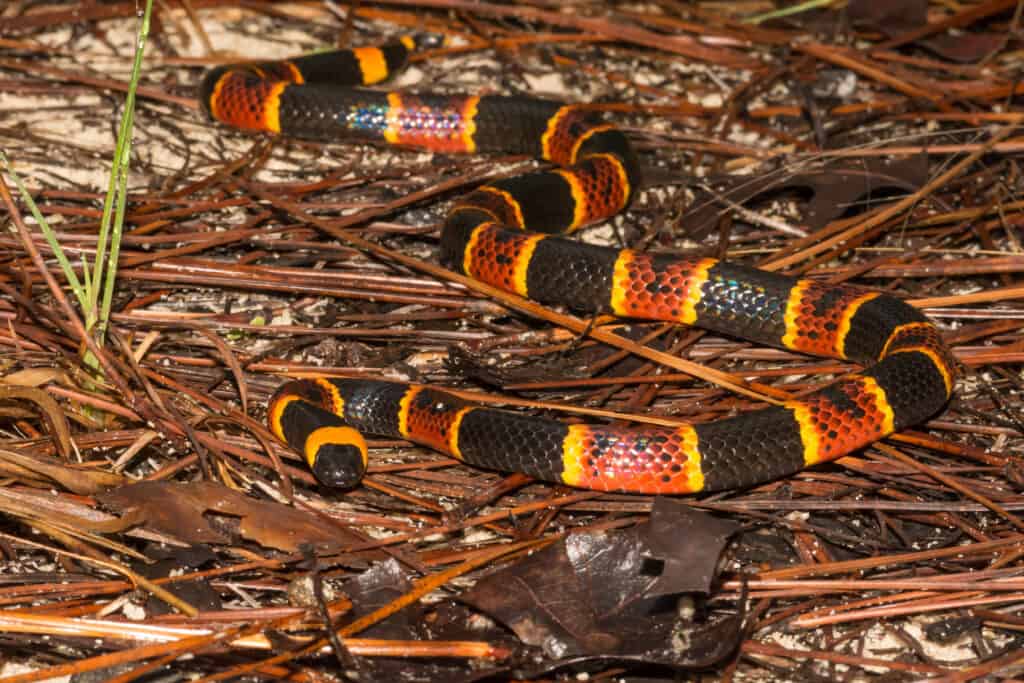 Un serpente corallo orientale sulla vegetazione in decomposizione