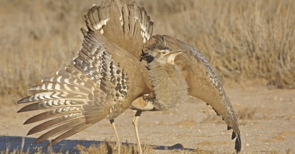 Kori Bustard in mostra nel Parco Kgalagadi, Sud Africa.
