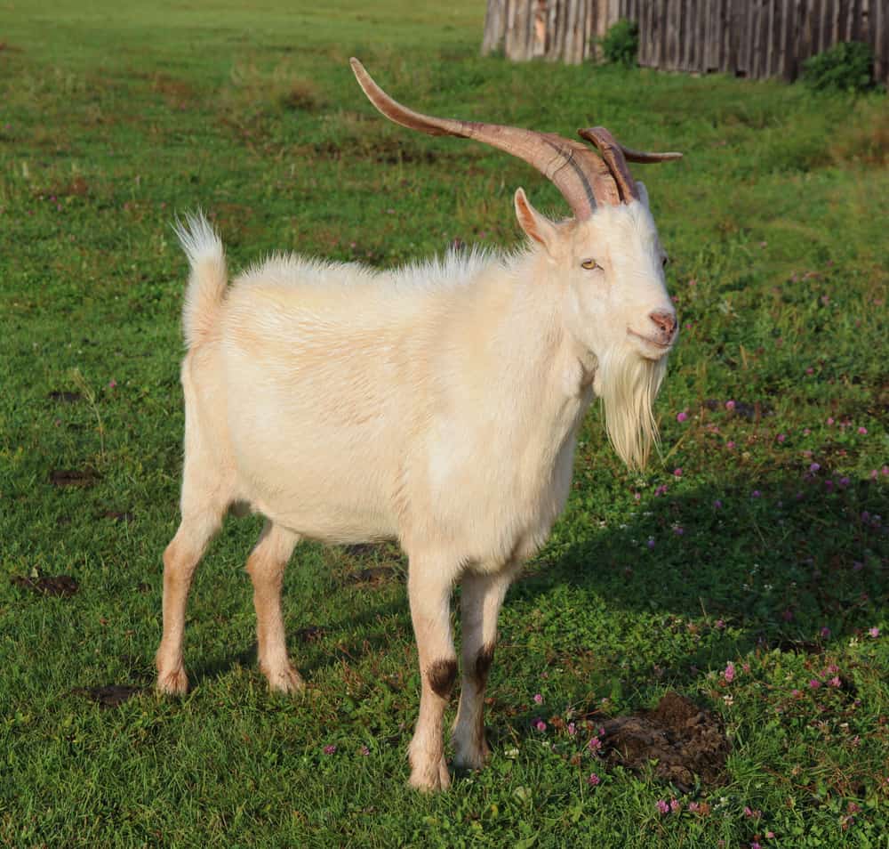 corna di capra