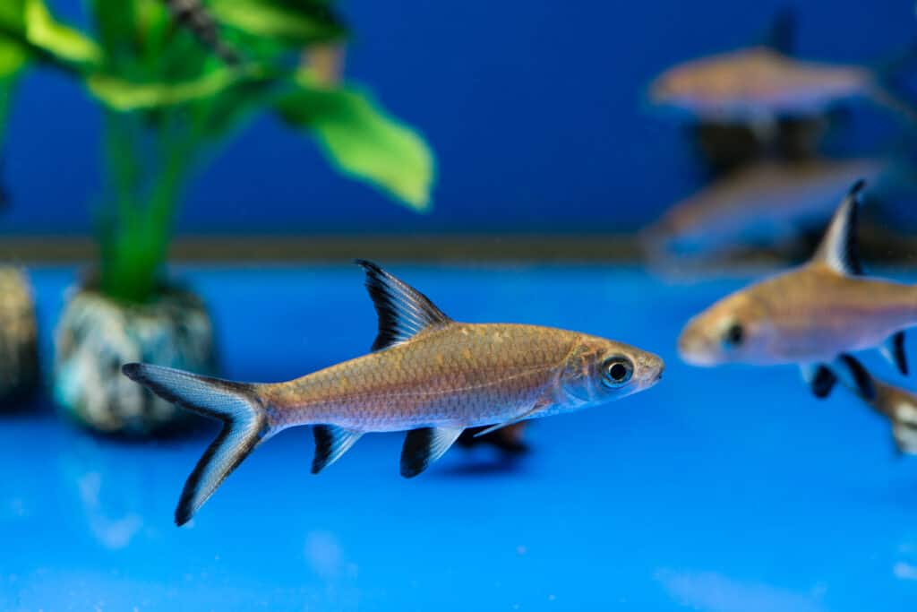 squalo bala in acquario
