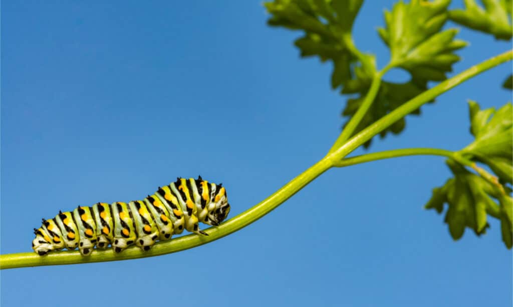 Bruco nero a coda di rondine (Papilio polyxenes)
