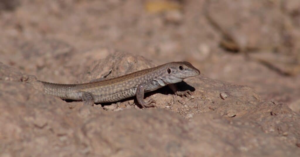 lucertola whiptail sulle rocce