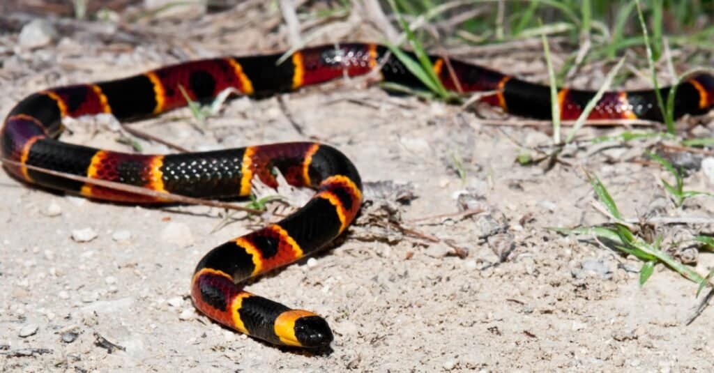 Serpente corallo orientale
