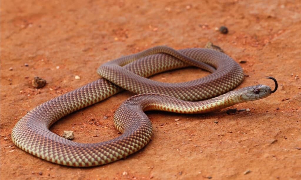 serpente mulga