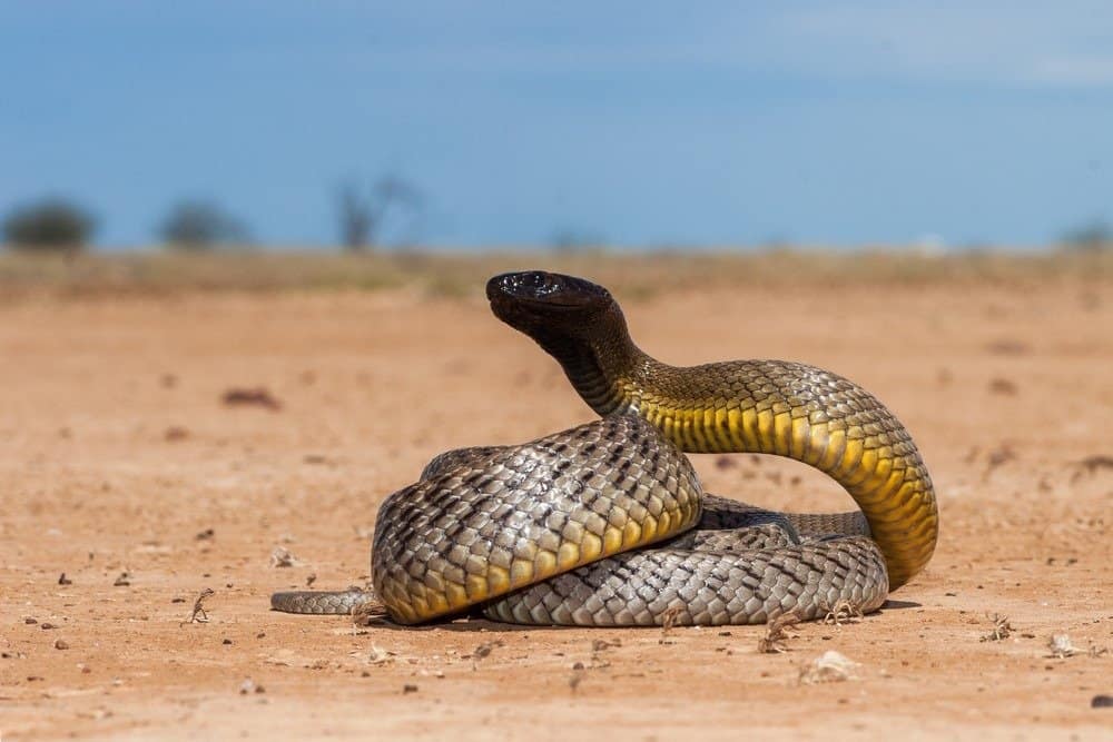 10 animali più velenosi - Inland Taipan in posizione di attacco