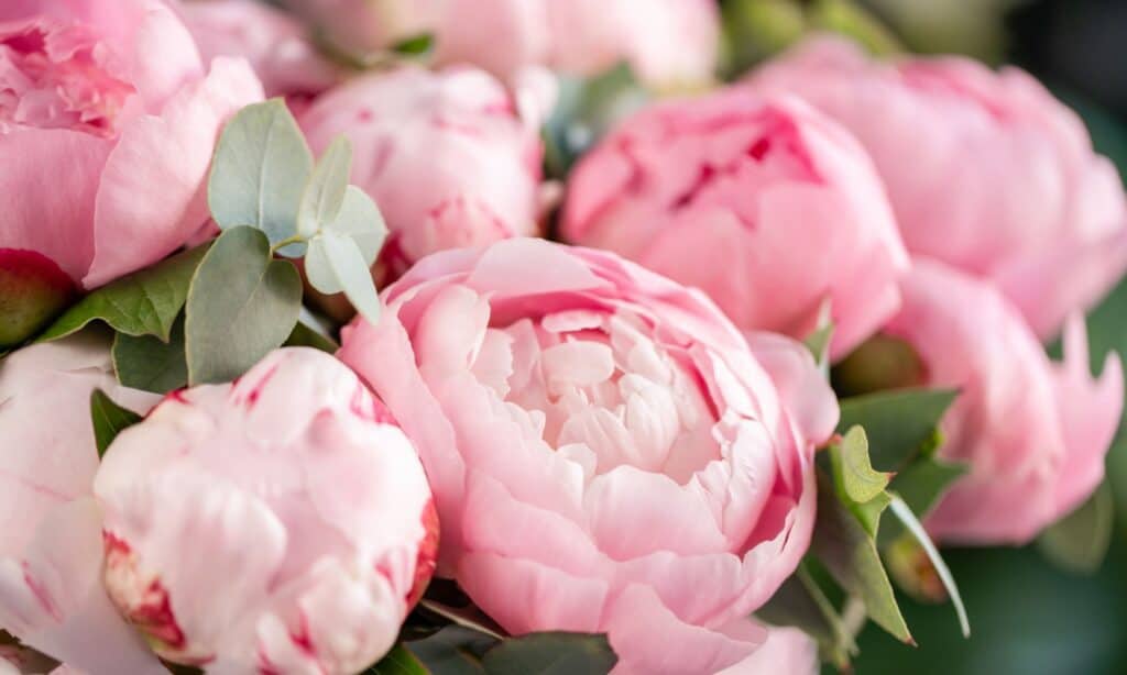 peonie