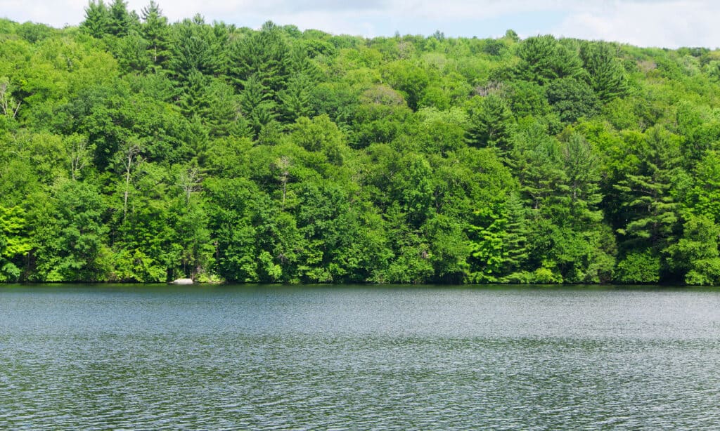 Stagno di acqua calma