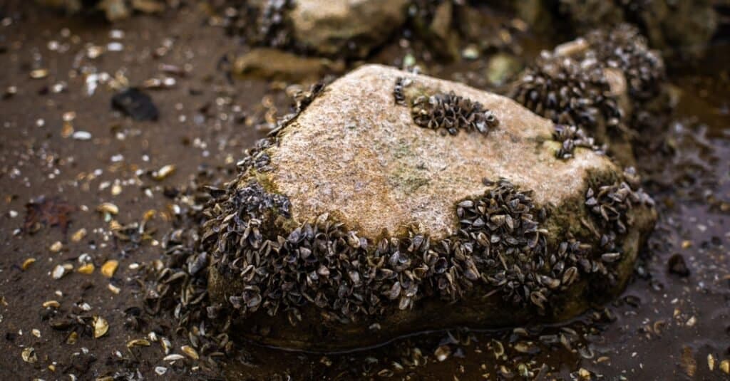 Cozze zebra raggruppate su una roccia