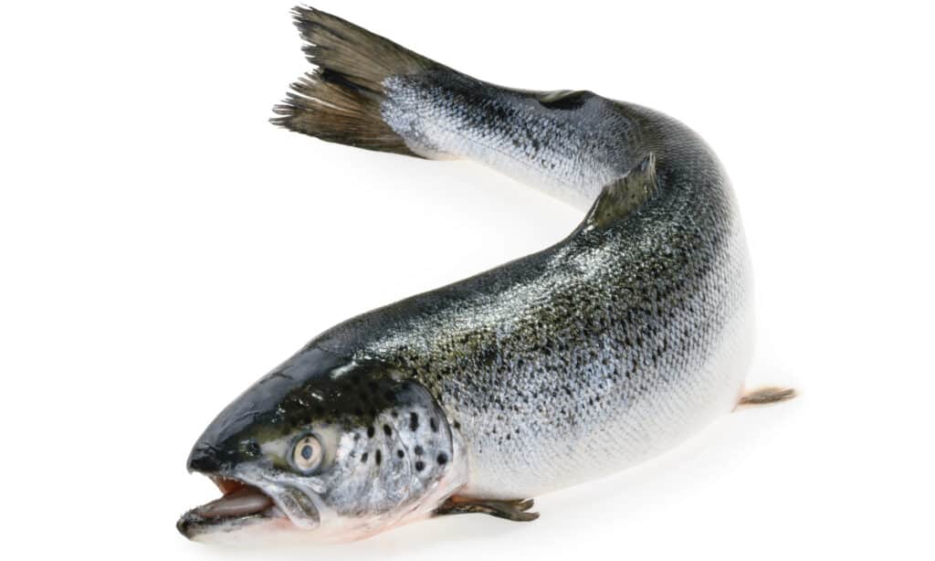 Salmone Chinook isolato su sfondo bianco.