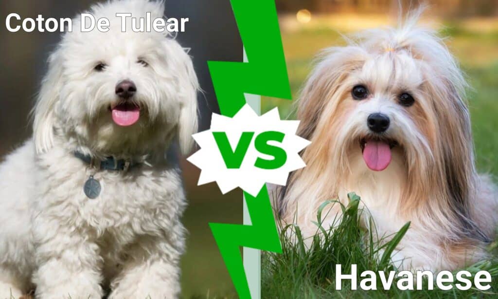 Coton De Tulear contro Havanese