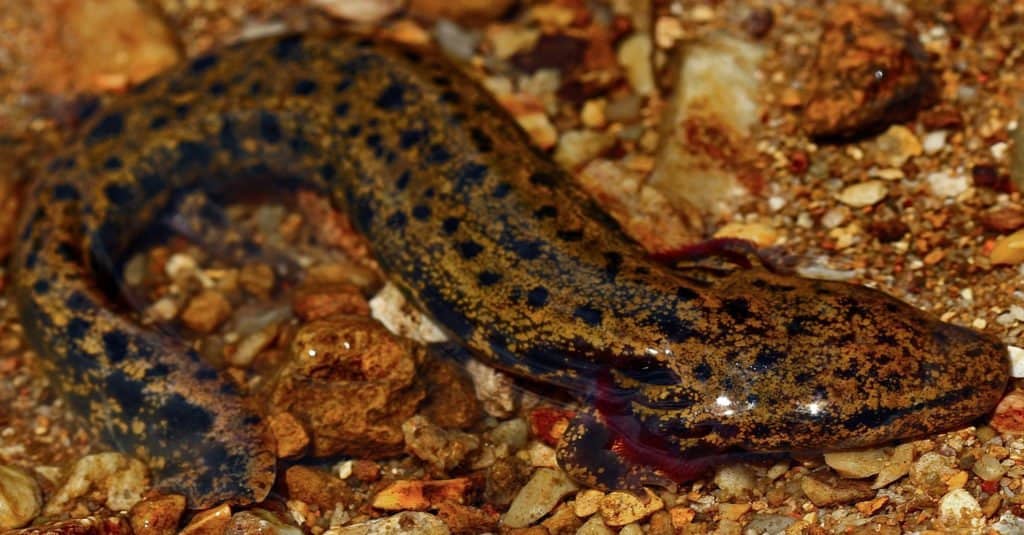 Red River Mudpuppy (Necturus maculosus) in un ruscello roccioso.