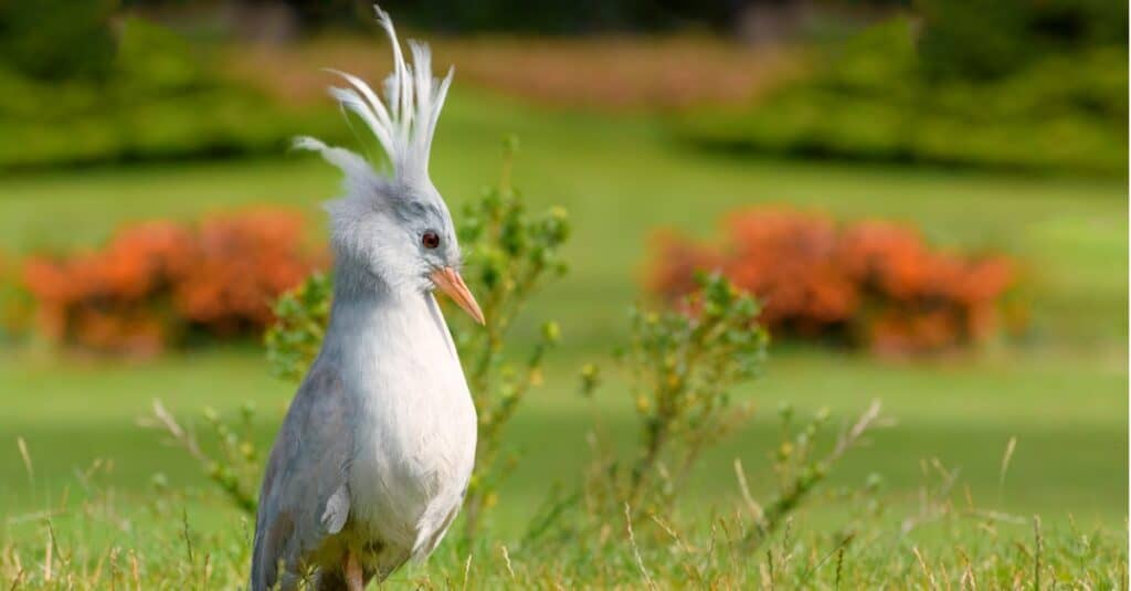kagu con fiori d'arancio sullo sfondo