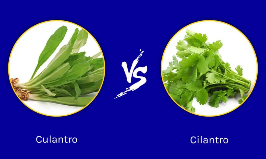 Culantro vs Coriandolo