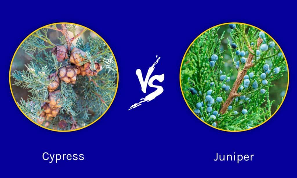Cipresso vs Ginepro