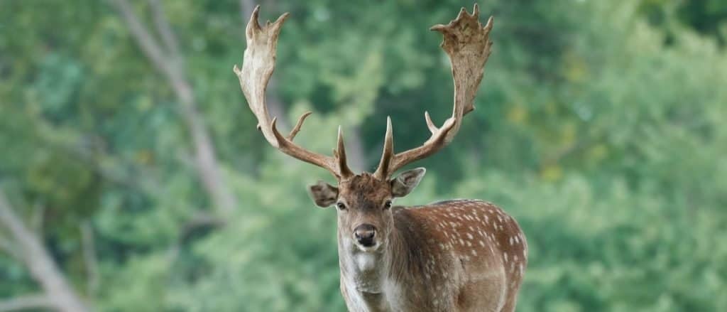 Daini nel suo habitat naturale in Danimarca