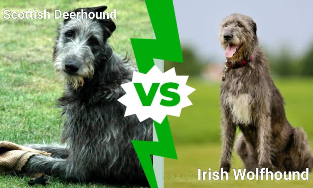 Deerhound scozzese contro Wolfhound irlandese