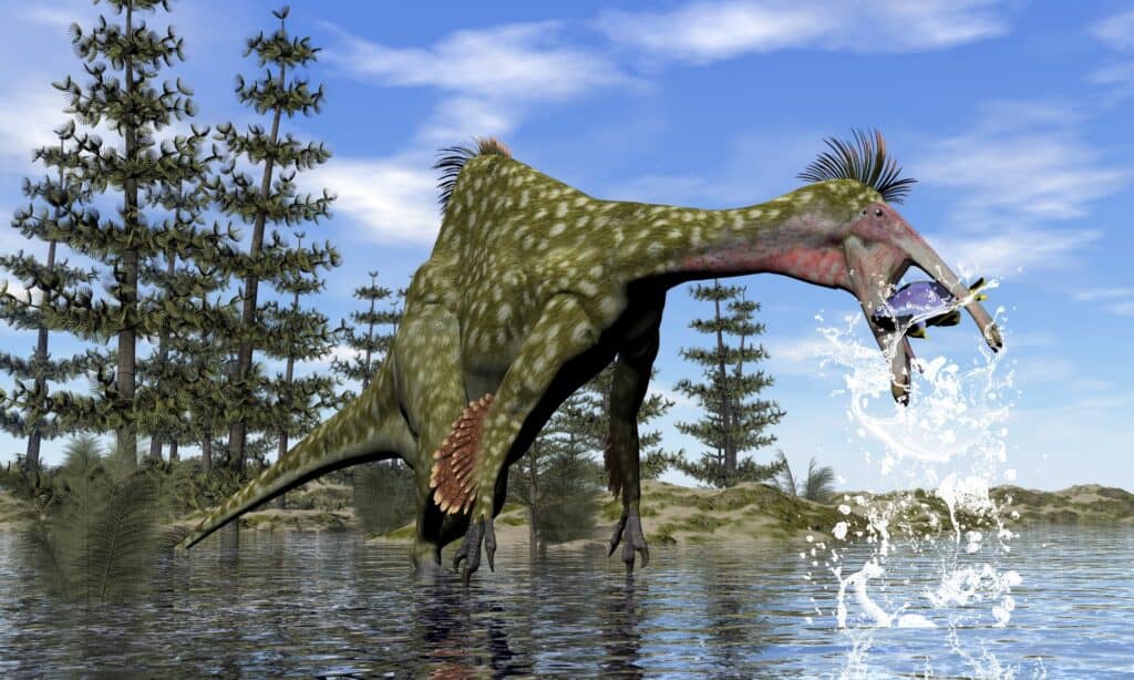 Pesca deinocheirus