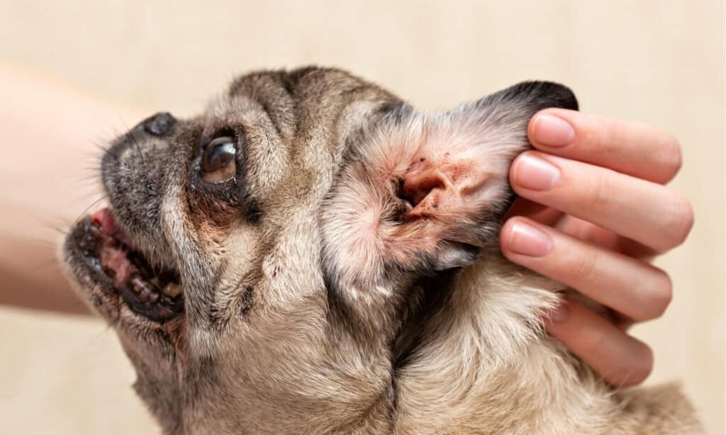 perché i cani trascinano il sedere