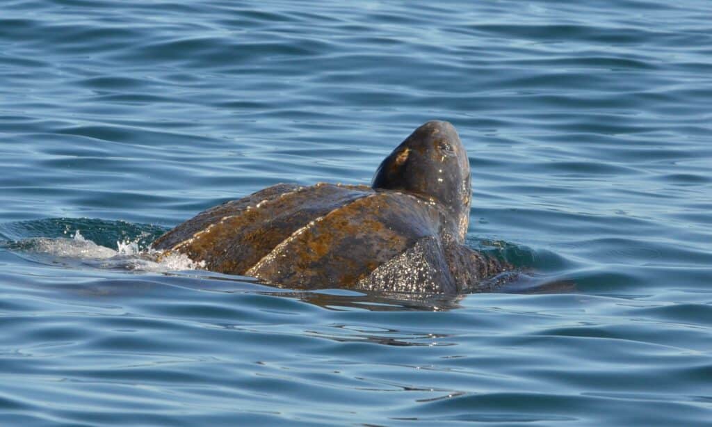 tartaruga marina dal dorso di cuoio