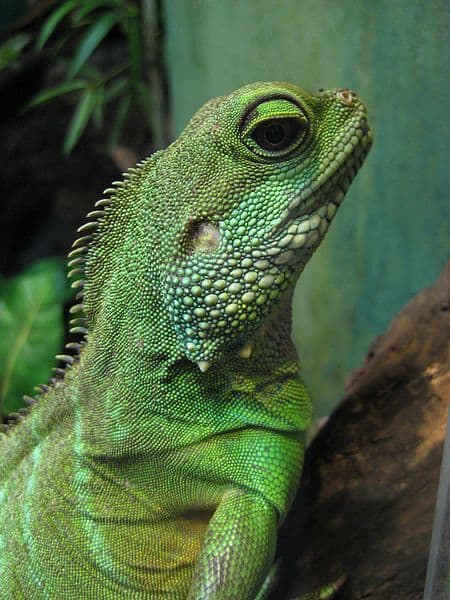Drago d'acqua verde (Physignathus cocincinus) allo zoo di Toronto.