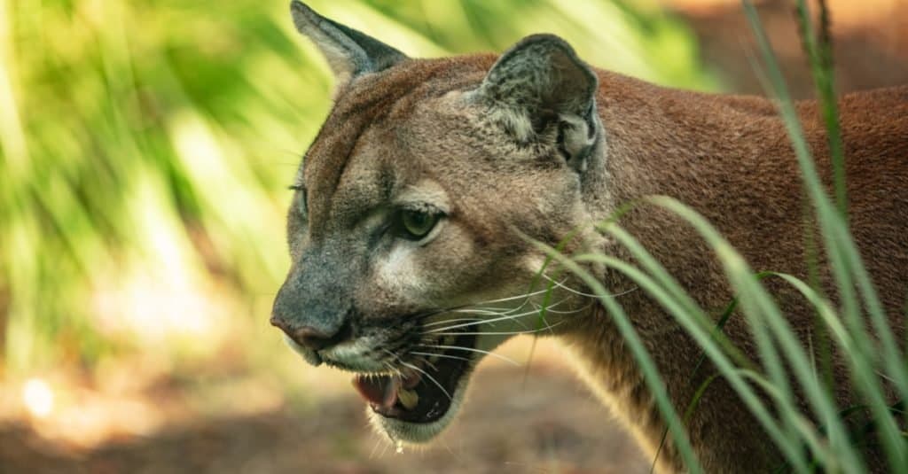 La pantera della Florida è in cerca di prede.