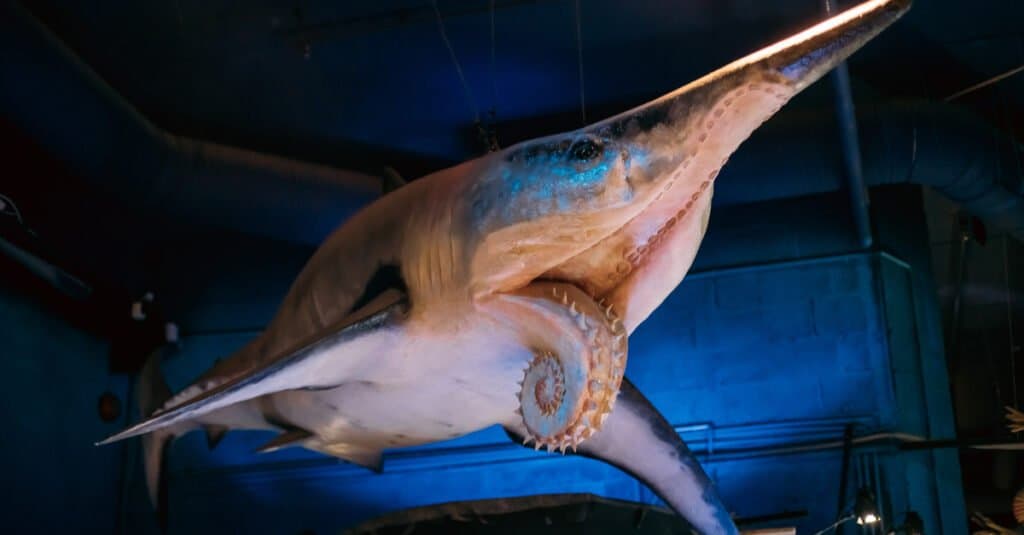 Squali preistorici - Helicoprion