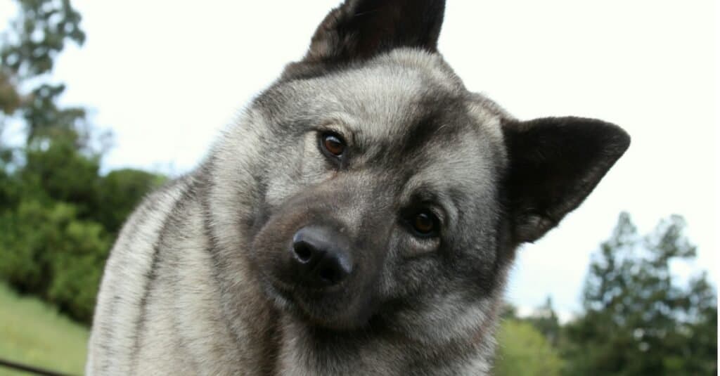 Elkhound norvegese contro pastore tedesco