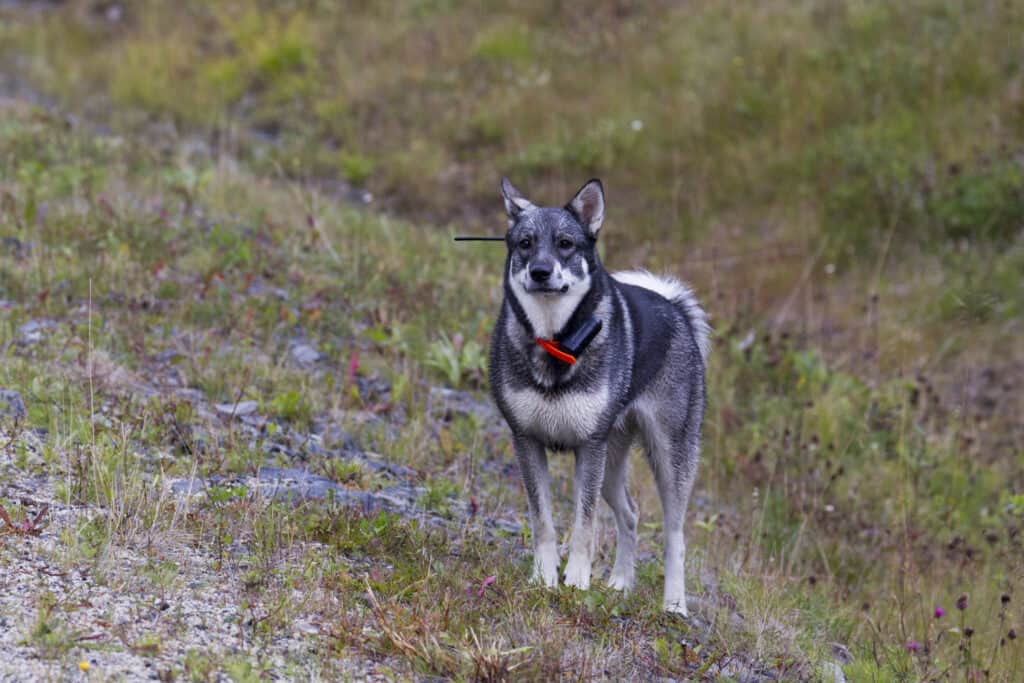 Elkhound svedese fuori su una collina