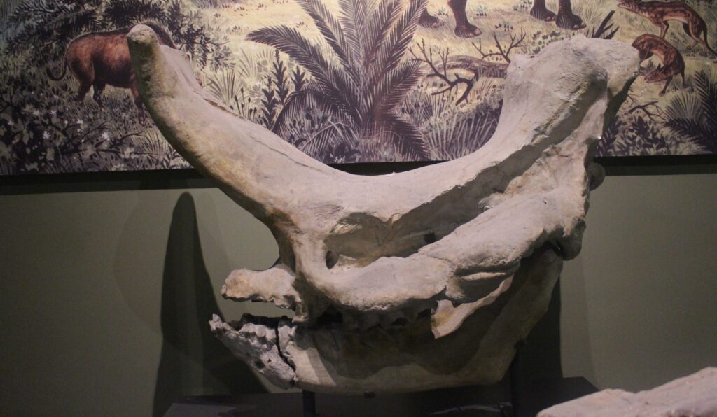 Cranio di Embotherium andrewsi