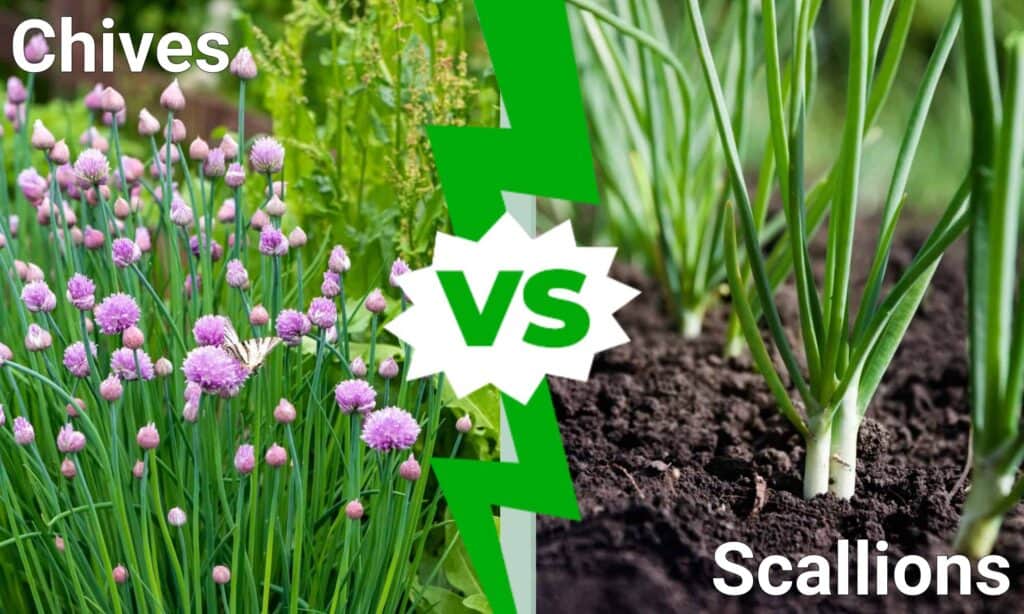 Erba cipollina vs scalogno