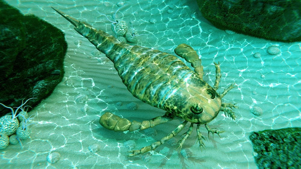 scorpione di mare eurittero