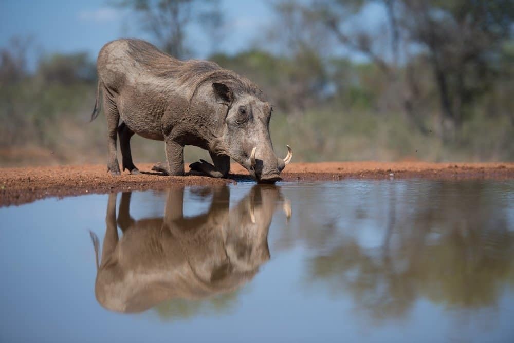 Un'immagine orizzontale, a tutta lunghezza, a colori di un facocero, inginocchiato per bere da una piscina in un nascondiglio nella riserva di caccia di Karongwe, in Sud Africa.