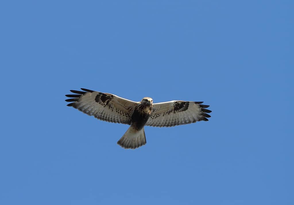 Falco dalle gambe ruvide