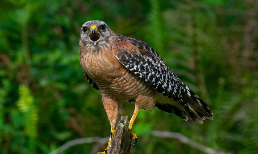 falco dalle spalle rosse contro falco di bottaio