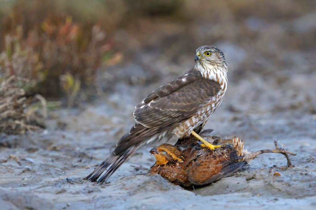 Giovane falco dallo stinco affilato in piedi su una quaglia bobwhite appena uccisa