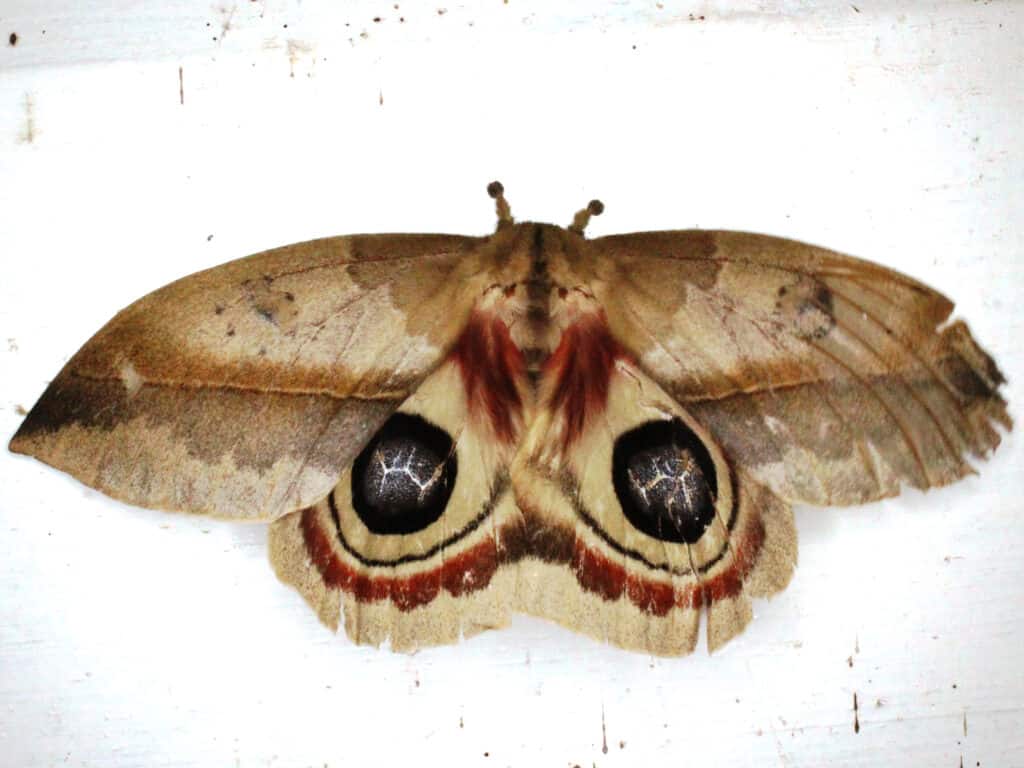 Falena Saturniidae su sfondo bianco