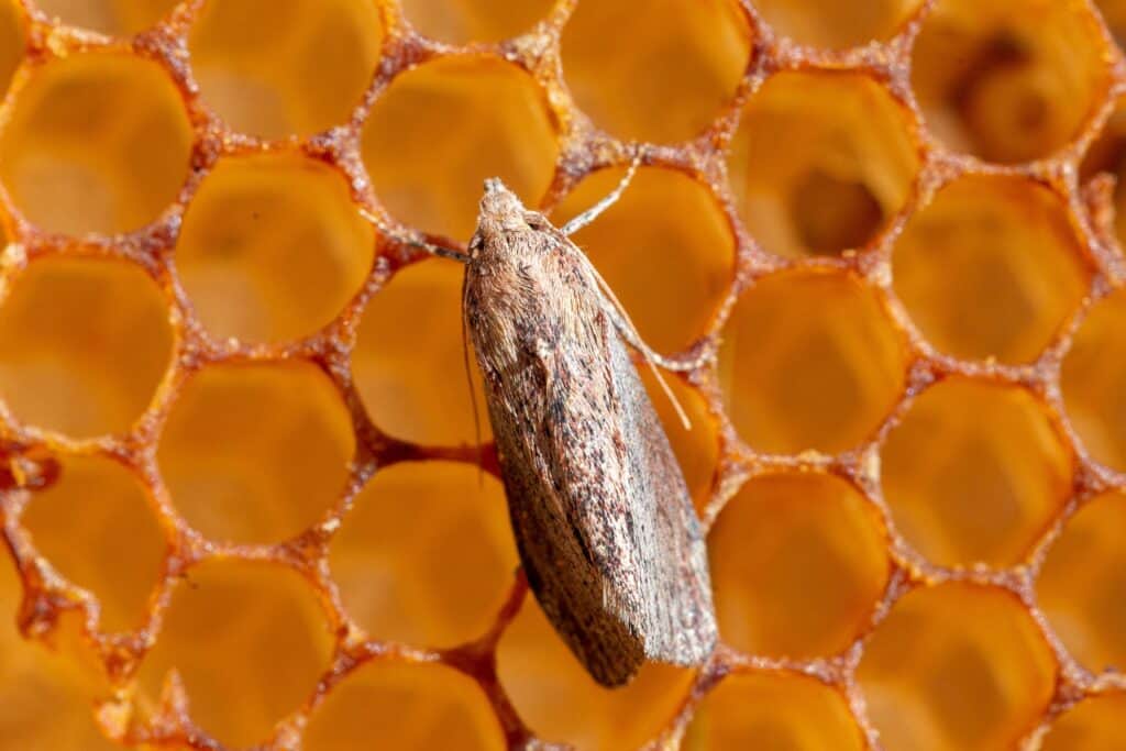 falena di cera