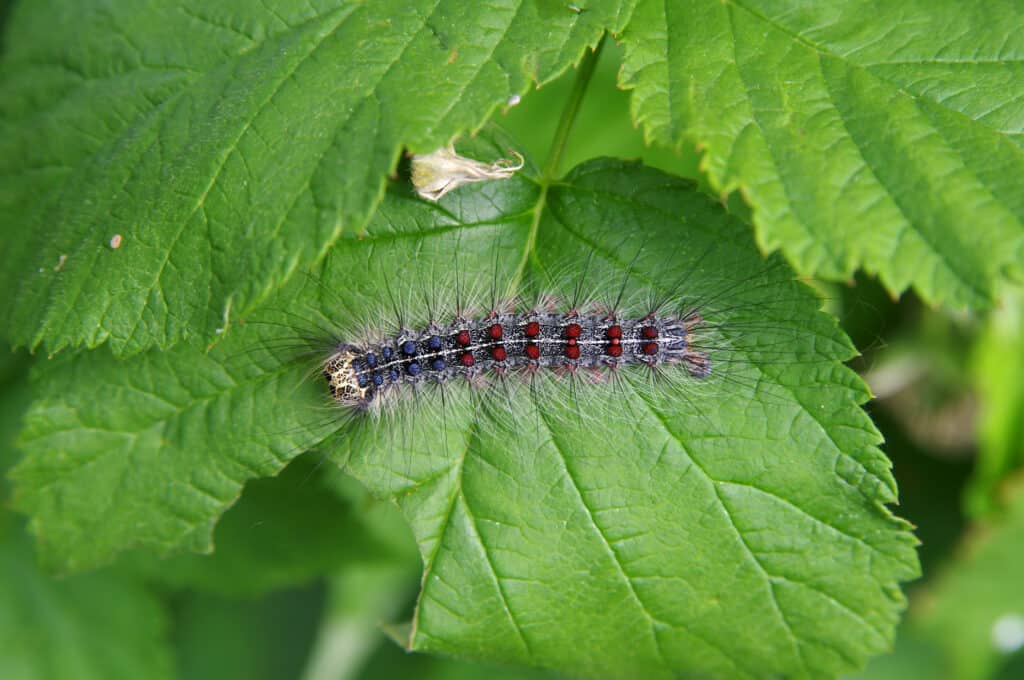 Bruco di falena spugnosa su una foglia di lampone
