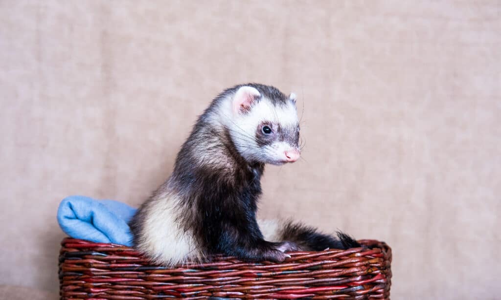 furetto 