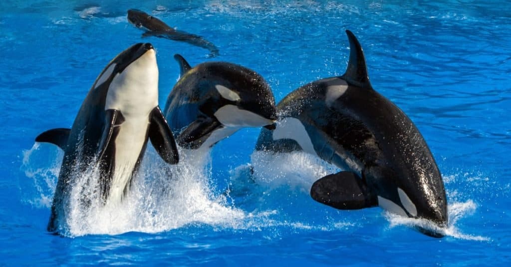L'animale marino più veloce: la balena assassina