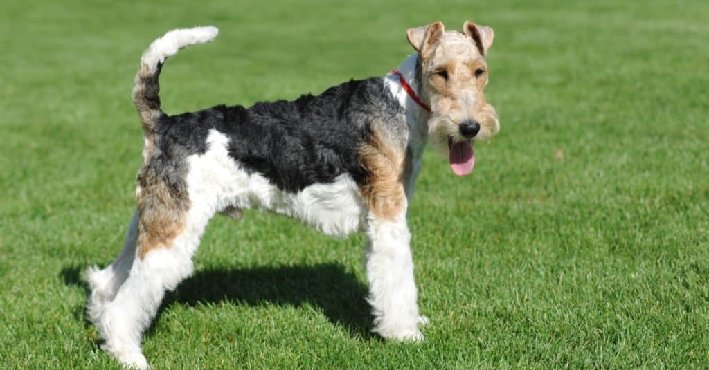 Filo Fox Terrier ritratto in posa spettacolo