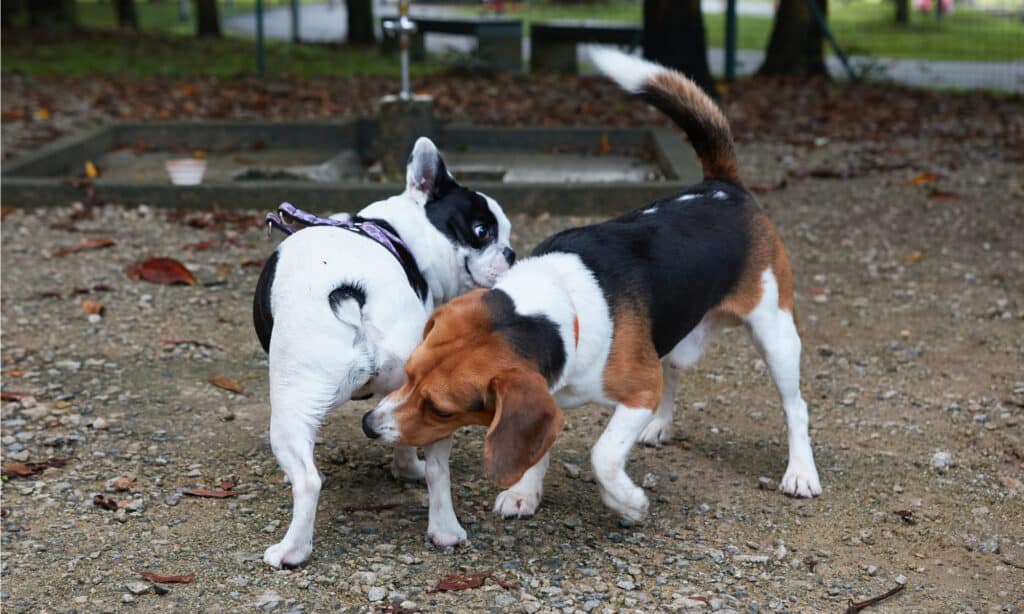 perchè i cani annusano il sedere