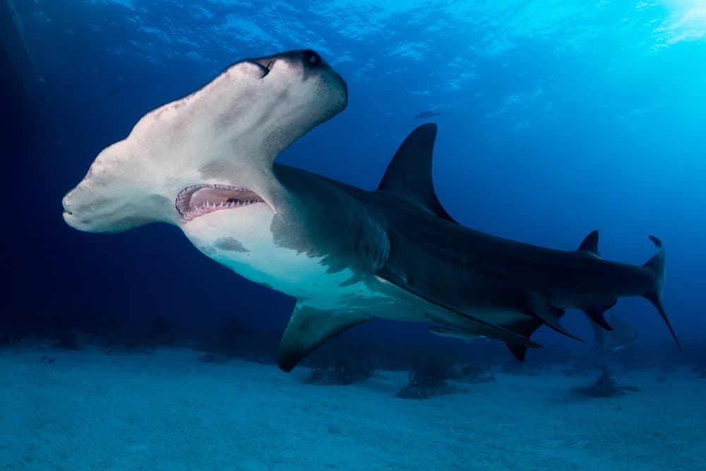 Bonnethead Shark contro squalo martello
