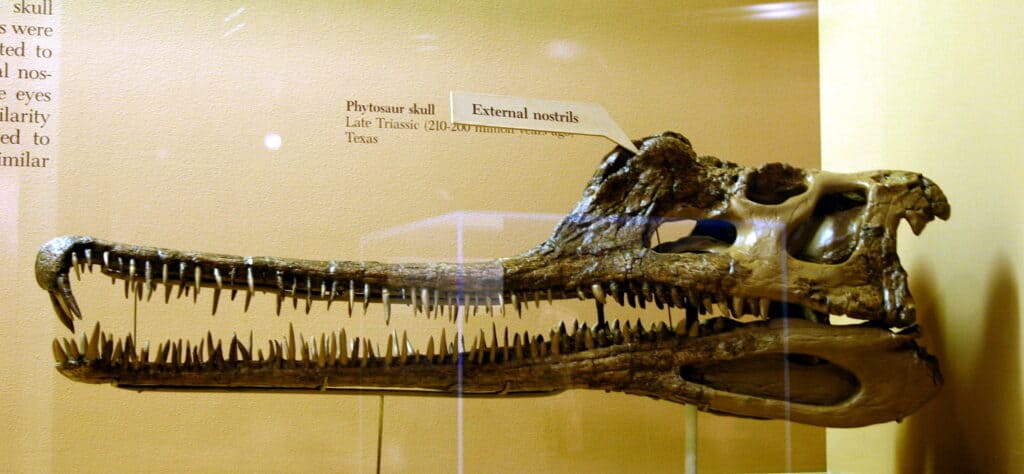 Cranio di fitosauro
